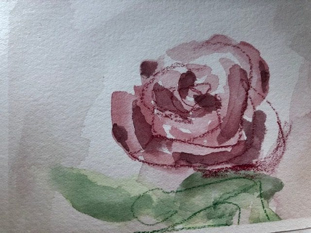 Rose