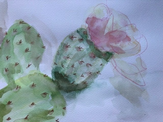 Kaktusblüte